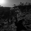 Sort leopard fanget på kamera i Afrika for første gang i 100 år