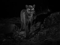Sort leopard fanget på kamera i Afrika for første gang i 100 år