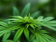 Forstå den medicinske cannabis 