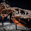 Skelettet af verdens største T-Rex fundet i Canada