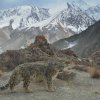Bear Grylls har teamet op med National Geographic på naturserien Hostile Planet 
