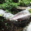 Vintage-jaguar restaureret efter 30 år i regn og slud