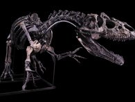 Gigantisk Allosaurus skelet forventes at indbringe 7.5 millioner kroner på auktion