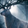 Netflix - Netflix teaser ny fantasy-bog til live-action serie: Shadow and Bone