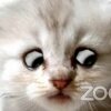 Advokat fanget i kattefilter på Zoom under live møde i retten
