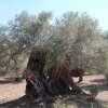 Flere tusinde år gamle oliventræer i Son Moragues.  - Turen går til Mallorca: 2-dages eventyr uden charter
