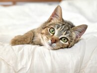 Ny undersøgelse viser, at mere end halvdelen af danskerne lader katten komme med i seng