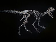 Allosaurus, T-Rex og flyveøgle: Tysk Dino-museum har opgraderet udstillingen