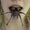 Er vi bange for edderkopper fordi vi ikke kan se deres ansigt?