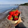 Sæsonens første Samsø Jordbær i aftensolen! - Rejsereportage: Turen går til Samsø 