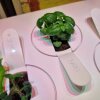 Test: Click and Grow 9 Pro Smart Garden