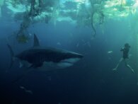 Under Paris: Netflix er på vej med en haj-film der finder sted i... Paris