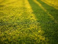 5 tips til at få en pænere græsplæne