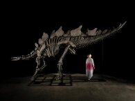 Verdens første Stegosaurus-fossil på auktion blev solgt for svimlende 304 millioner kroner