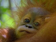 Følg orangutang-familie gennem generationer i ny David Attenborough-naturdokumentar