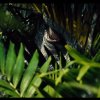 Første smugkig på Jurassic Worlds nye dinosaur