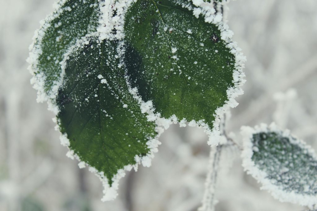 Nu kommer frosten til Danmark