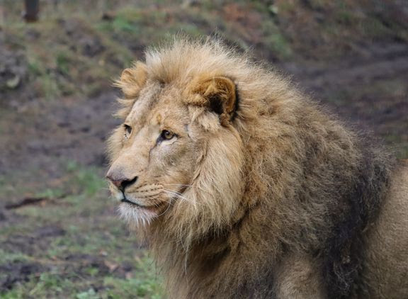 Safaripark udvider: Ny hanløve og to hunløver skal sikre løveflok på naturlig vis