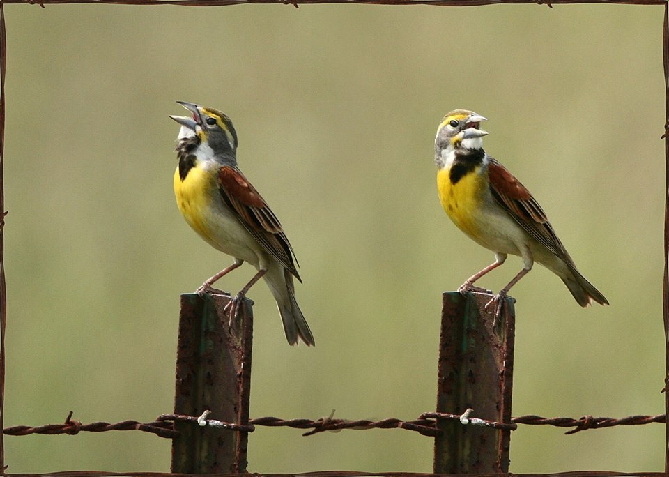 960px Spiza americana male 94 231051626 13e01e8125 o