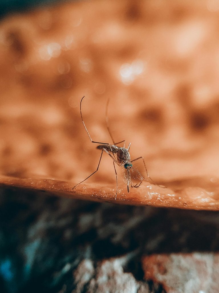 pexels pacific 5121619