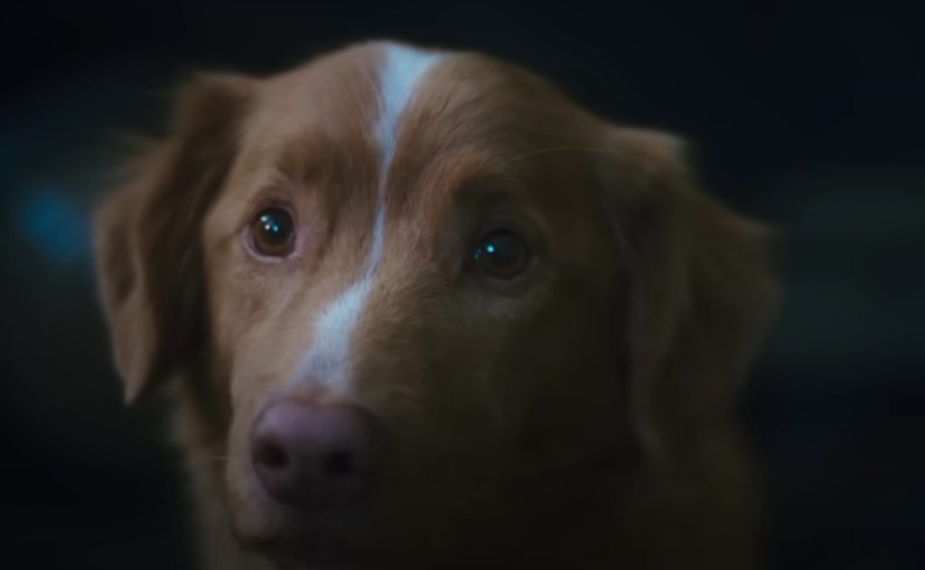 Ny gyserfilm chokerer nettet: gyset ses gennem øjnene på en hund