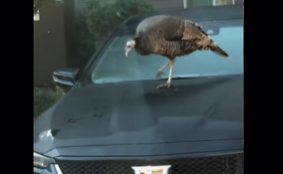 Kalkun gik amok på Cadillac: og nu griner internettet (men hvad siger forsikringen?)