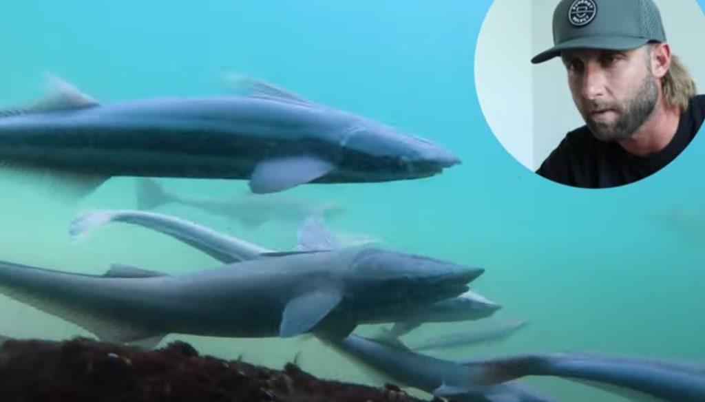 GoPro fanger kæmpe haj under berygtet amerikansk pier