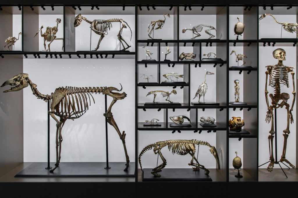 Forskere: Mennesket er i gang med en ny form for evolution, lige nu