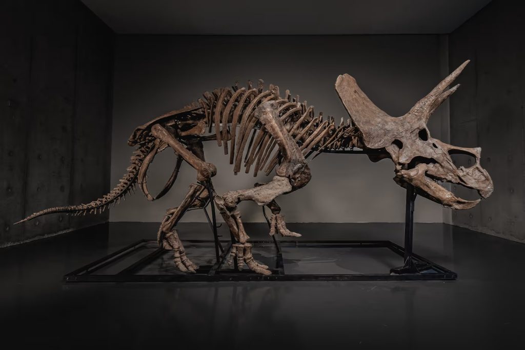Dinosaur-skelet går til over 5,5 millioner dollars i rekordauktion